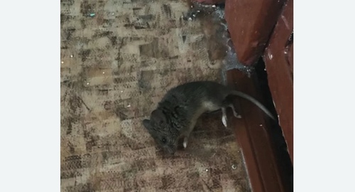 Дезинфекция от мышей во Внуково города Москвы